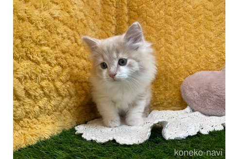 販売中の山口県のノルウェージャンフォレストキャット-112406の2枚目
