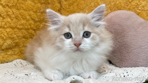 販売中の山口県のノルウェージャンフォレストキャット-112406