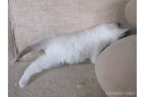 販売中の大分県のラグドール-112407の8枚目