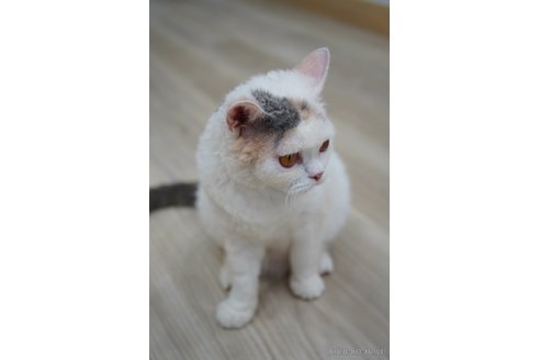 ハナちゃん1枚目