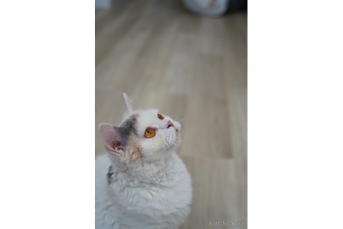 ハナちゃん1枚目