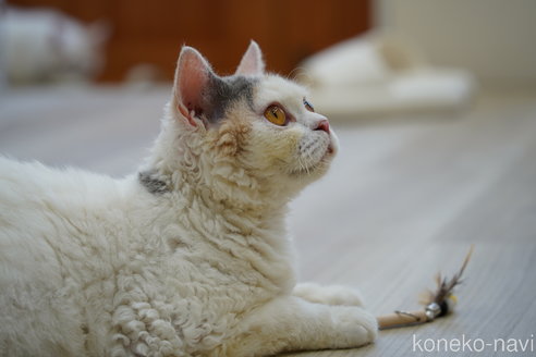ハナちゃん1枚目