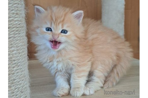 成約済の栃木県のサイベリアン-110841の2枚目