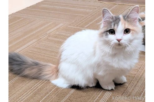成約済の栃木県のマンチカン(短足)-102584の1枚目