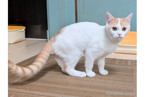 成約済の栃木県のミヌエット-107771の2枚目