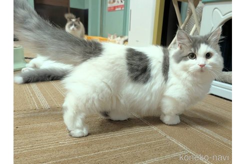 成約済の栃木県のマンチカン(短足)-112436の2枚目