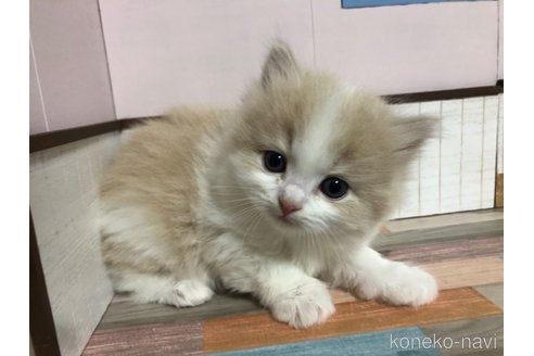 成約済の愛知県のスコティッシュフォールド(折れ耳)-112446の3枚目