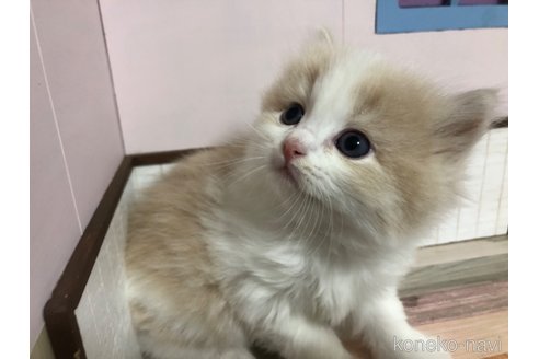 成約済の愛知県のスコティッシュフォールド(折れ耳)-112446の4枚目