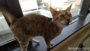 オンライン見学
