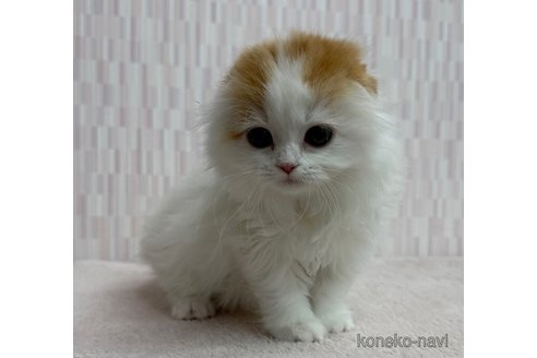 成約済の千葉県のスコティッシュフォールド(折れ耳)-109369の3枚目