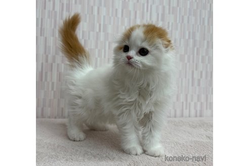 成約済の千葉県のスコティッシュフォールド(折れ耳)-109369の2枚目