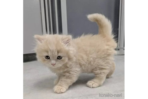 販売中の東京都のブリティッシュロングヘア-112448の3枚目