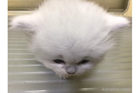 成約済の山形県のペルシャ(チンチラ)-112451の6枚目