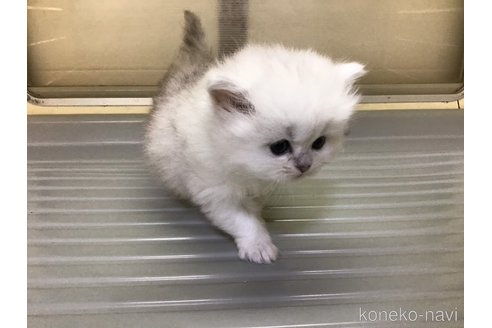 成約済の山形県のペルシャ(チンチラ)-112451の7枚目