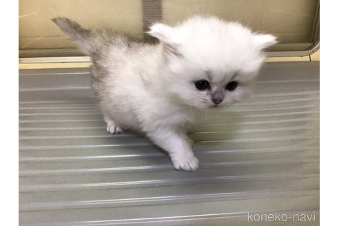 成約済の山形県のペルシャ(チンチラ)-112451の9枚目