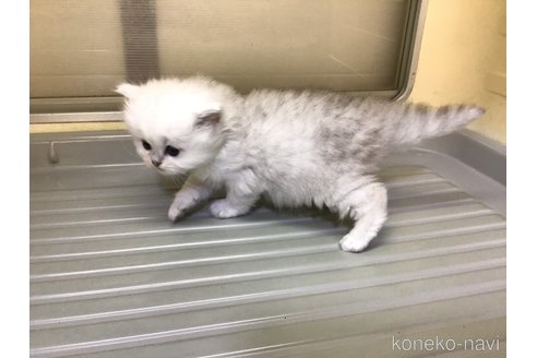 成約済の山形県のペルシャ(チンチラ)-112451の2枚目