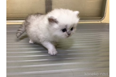 成約済の山形県のペルシャ(チンチラ)-112451の3枚目