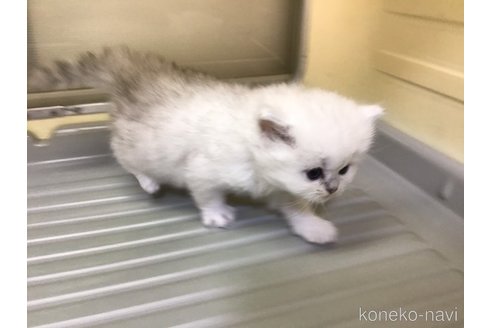 成約済の山形県のペルシャ(チンチラ)-112451の4枚目