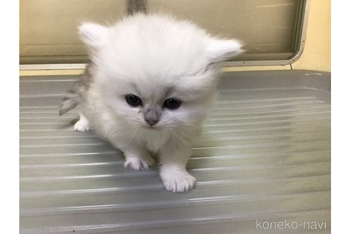 成約済の山形県のペルシャ(チンチラ)-112451の5枚目