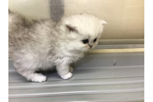 成約済の山形県のペルシャ(チンチラ)-112452の9枚目