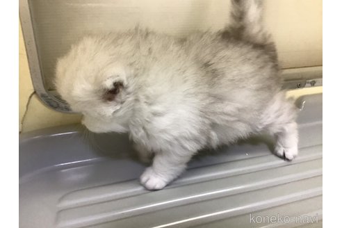 成約済の山形県のペルシャ(チンチラ)-112452の10枚目