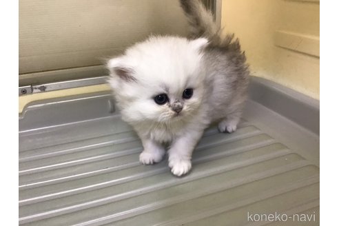 成約済の山形県のペルシャ(チンチラ)-112452の2枚目