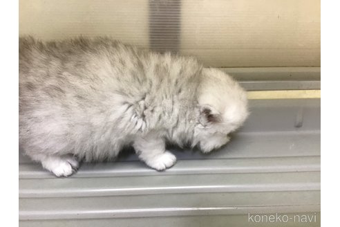 成約済の山形県のペルシャ(チンチラ)-112452の3枚目