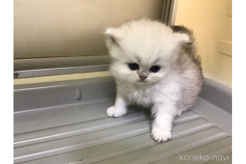 成約済の山形県のペルシャ(チンチラ)-112452の4枚目
