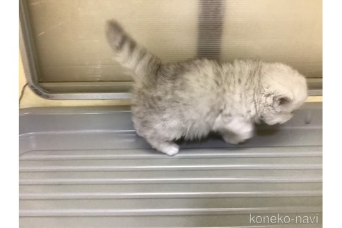 成約済の山形県のペルシャ(チンチラ)-112452の5枚目