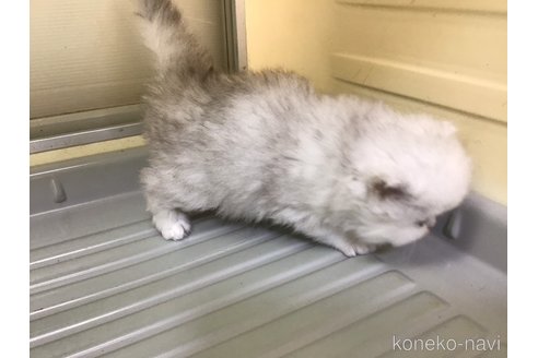 成約済の山形県のペルシャ(チンチラ)-112452の6枚目