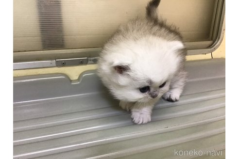 成約済の山形県のペルシャ(チンチラ)-112452の7枚目