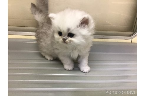 成約済の山形県のペルシャ(チンチラ)-112452の8枚目