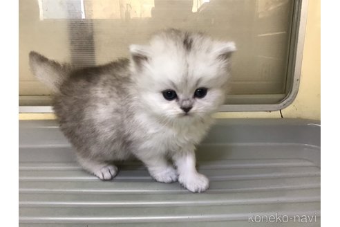 販売中の山形県のペルシャ(チンチラ)-112453
