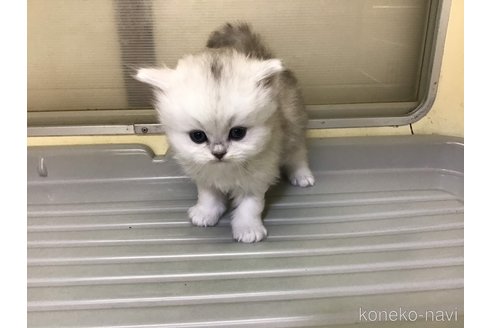 成約済の山形県のペルシャ(チンチラ)-112453の2枚目