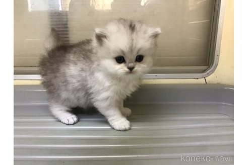 成約済の山形県のペルシャ(チンチラ)-112454の4枚目