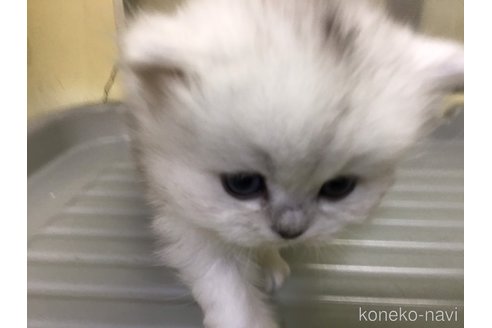 成約済の山形県のペルシャ(チンチラ)-112454の5枚目