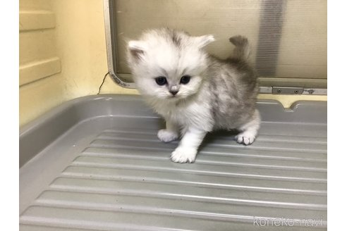 販売中の山形県のペルシャ(チンチラ)-112454