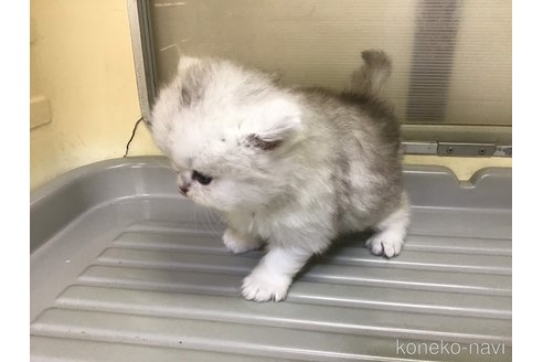 成約済の山形県のペルシャ(チンチラ)-112454の6枚目