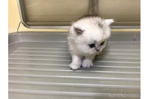 成約済の山形県のペルシャ(チンチラ)-112454の7枚目