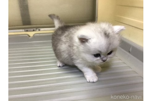 成約済の山形県のペルシャ(チンチラ)-112454の9枚目