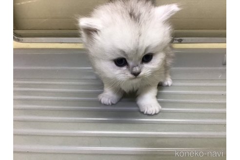 成約済の山形県のペルシャ(チンチラ)-112454の8枚目