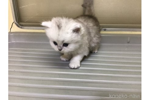 成約済の山形県のペルシャ(チンチラ)-112454の10枚目