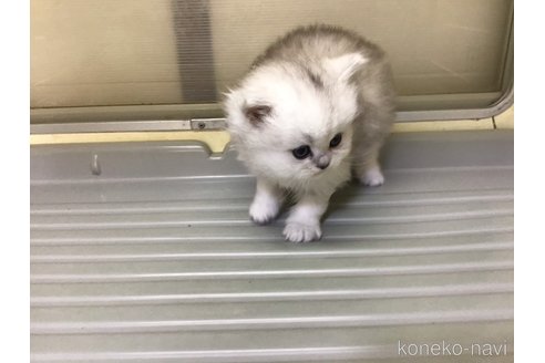 成約済の山形県のペルシャ(チンチラ)-112454の3枚目