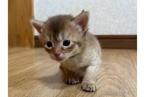 成約済の千葉県のソマリ-112456の6枚目