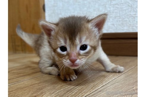 成約済の千葉県のソマリ-112456の2枚目