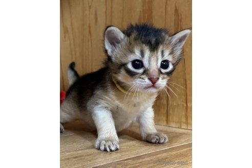 成約済の千葉県のソマリ-112457の2枚目