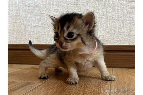 成約済の千葉県のソマリ-112458の4枚目