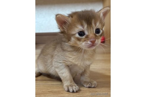 商談中の千葉県のソマリ-112459の2枚目