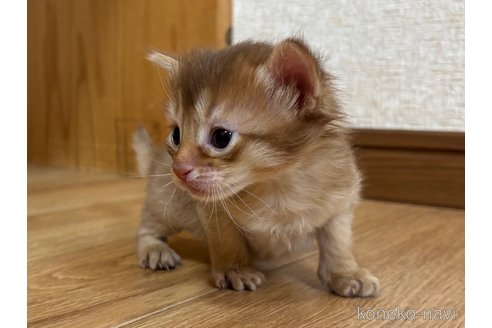 商談中の千葉県のソマリ-112459の4枚目