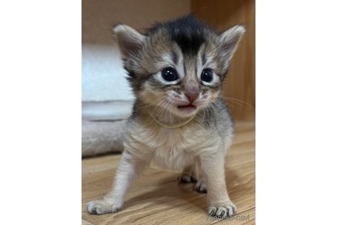 成約済の千葉県のソマリ-112460の4枚目